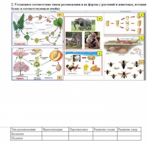 Установите соответствие типов размножения и их формы у растений и животных, вставив букву в соответс