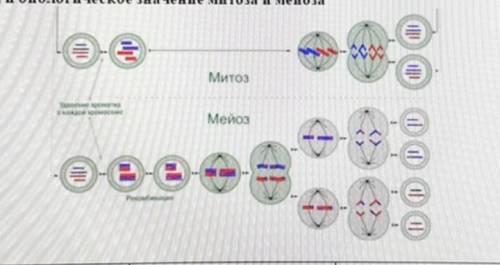 Рассмотрев рисунок Напишите в таблице Черты сходства различия и биологические значение метоза и мейо