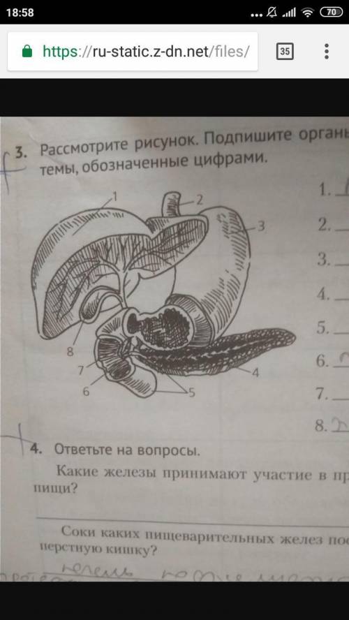 нужно подписать органы пищ.системы