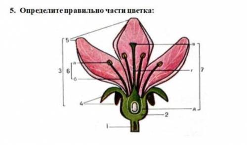 5. Определите правильно части цветка: