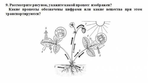 Рассмотрите рисунок, укажите какой процесс изображен? Какие процессы обозначены цифрами или какие ве