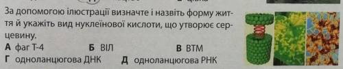 За до люстрації визначте і назвіть форму жит-тя й укажіть вид нуклеїнової кислоти, що утворює сер-це