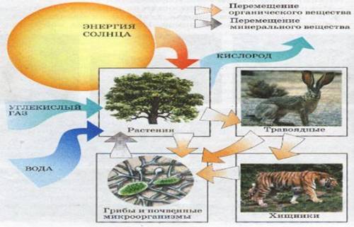 Причины зональности природных комплексов 2)Ниже показаны три группы рисунков, определите, какие свой