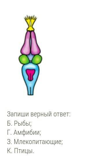 Мозг представителя какой систематической группы изображён на рисунке? ребята быстрее