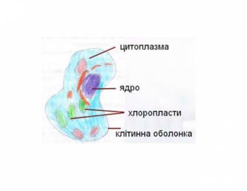  Замалюйте клітину та позначте у ній оболонку, ядро, цитоплазму​ 