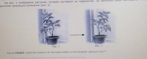 1Задание 1На рис. 1 изображено растение, которое поставили на подоконник. За несколько дней наблюде