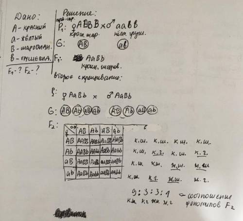  БИОЛОГИЯ ЗАДАЧА Решить: При скрещивании двух сортов томатов с красными шаровидными и жёлтыми грушев
