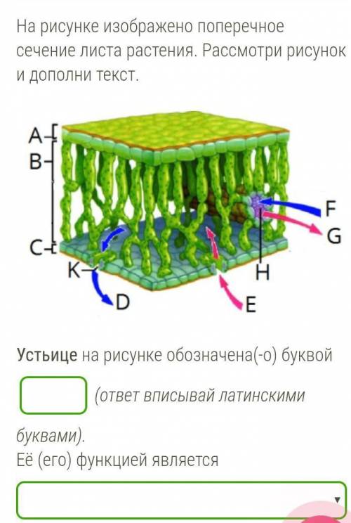 На рисунке изображено поперечное сечение листа растения. Рассмотри рисунок и дополни текст.Устьице