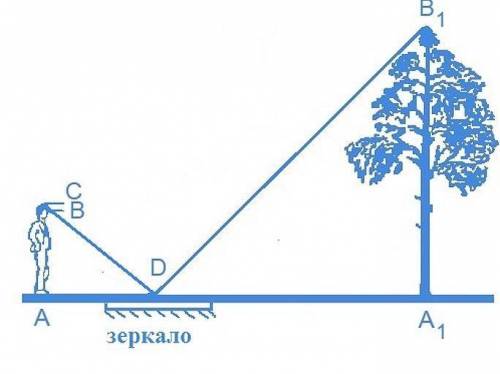 Луч света B 1​ D, отражаясь от зеркала в точке D, попадает в глаз человека (точку B). Определи высо