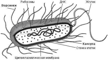 Охарактеризуйте структурно-функциональную организацию прокариотических клеток как главного типа клет