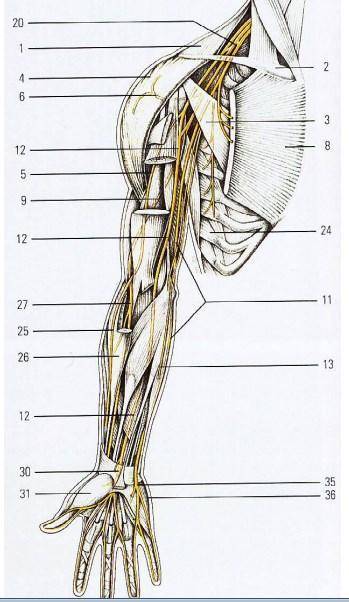 Как называется нерв, который отмечен на рисунке под номерами 11 и 35? 1. локтевой 2. лучевой 3. с