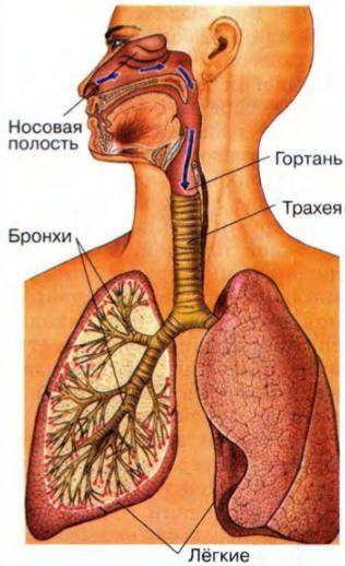 Биология Заранее С отмеченно нечаянно​