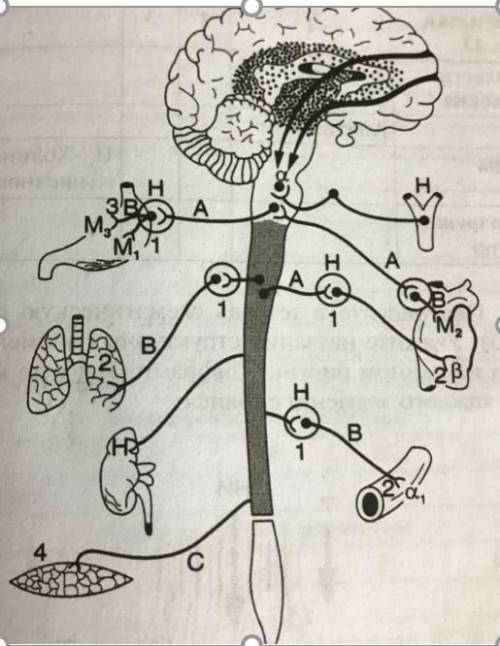 сделать 1.В чем отличие холинергических и адренергических нервных волокон от