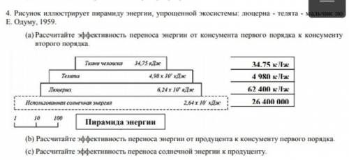 4. Рисунок иллюстрирует пирамиду энергии, у экосистемы. Люцерна- телята-мальчик по E. Од