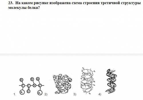 Тест по теме «Аминокислоты. Белки» Что является первичной структурой белка: а) последовательность а
