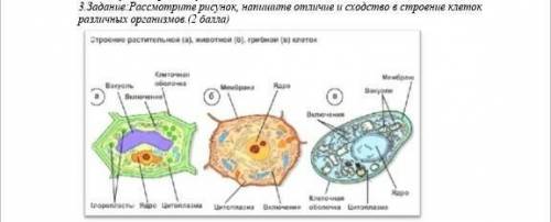 Рассмотрите рисунок, напишите отличие и сходство в строение клеток различных организмов​