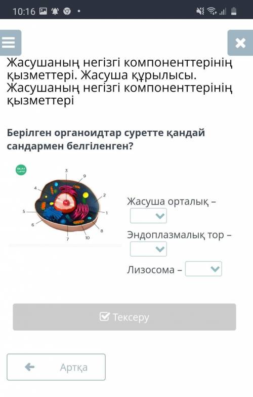 Жасуша орталыгынын кайда орналасканын корсету​