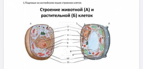 Биология на английском