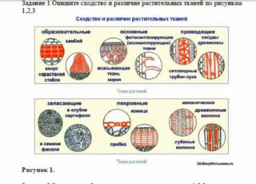 Опишите сходства и различия растительных масел по рисункам 1,2,3​