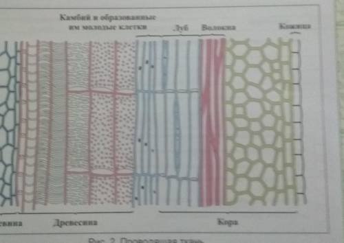 2. Рассмотрите микропрепарат «Поперечный срез корня тыквы», найдите корневой чехлик. Определите вид