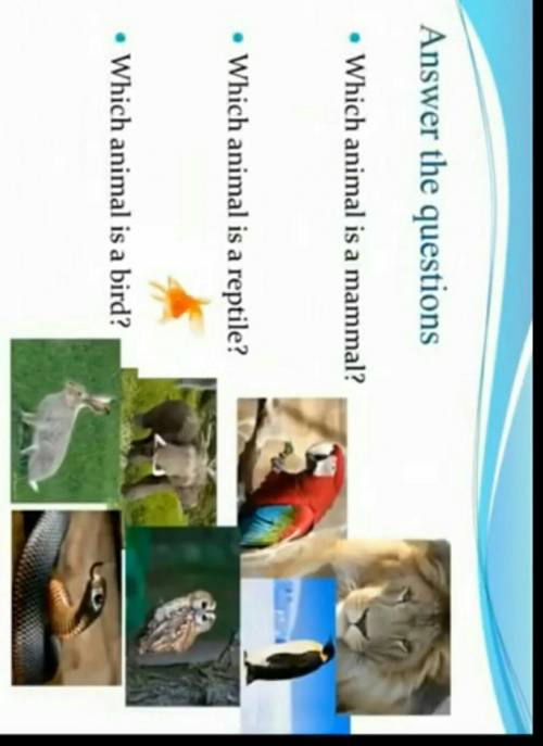 1)Whish animal is a mammal? 2) Whish animal is a reptle?3) Whish animal is a bird ?Мынанын кайсысы ж