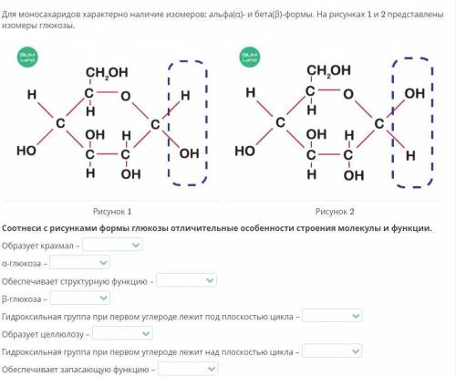 Соотнеси с рисунками формы глюкозы отличительные особенности строения молекулы и функции.