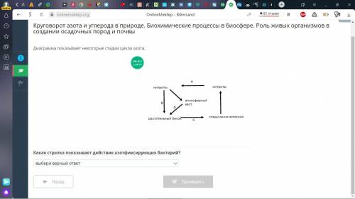 Диаграмма показывает некоторые стадии цикла азота. Какая стрелка показывает действие азотфиксирующих