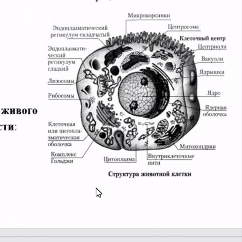 Напишите функции к каждому органоиду