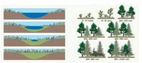 Назовите и опишите сукцессии, изображенные на рисунке