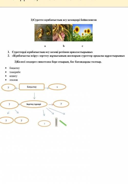 1)Суретте күнбағыстың өсу кезендері бейнеленген abс1. Суреттерді күнбағыстың өсу кезеңі ретімен орна