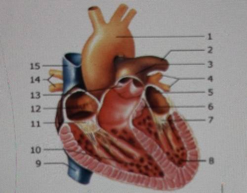 Подпишите структурные элементы сердца​