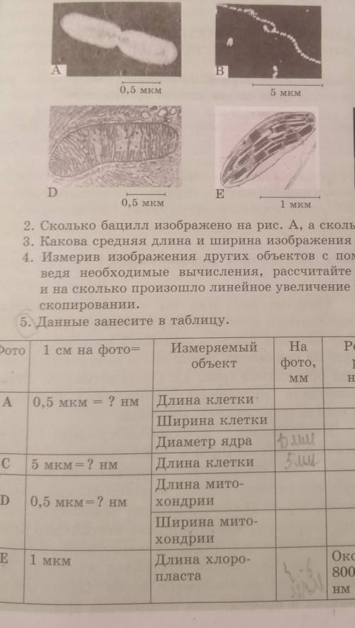 Сколько на рис. Е? Шина и ширина изображения бацилл в мм (рис. А)?1. Измерив изображения других объе