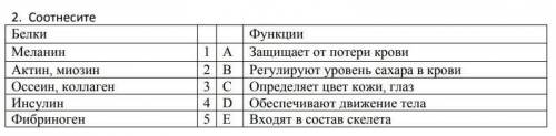 Соотнесите белки и функции​