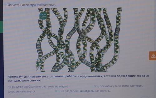 БЕЩ ОБМАНА. Варианты ответов: 1) мхов ; папоротников ; водорослей.2) таллом ; вайя ; ризоид.​