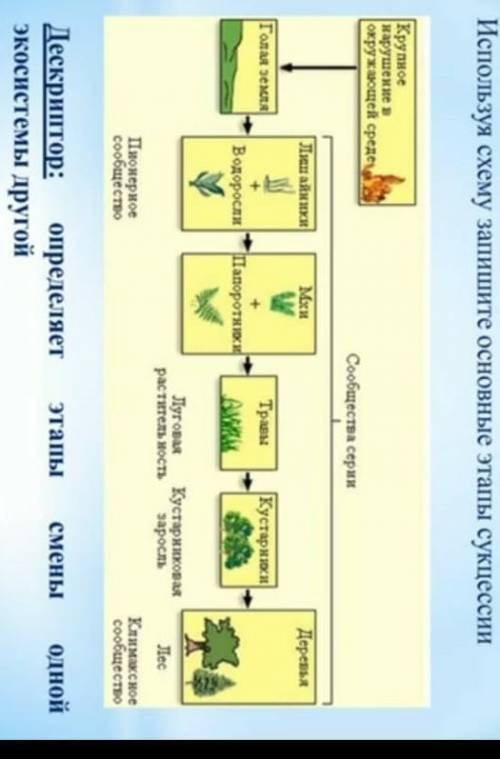 Используя схему запешите основные этапы сукцесий нужно​