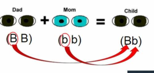 4) In this example, the child displays the ______ trait.а) dominant traitb) recessive​