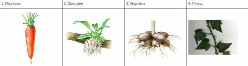 Рассмотрите рисунки. Подпишите изображенные на рисунках видоизменения корней.