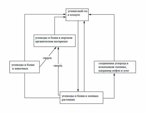 На рисунке показан цикл углерода Обозначьте на схеме перечисленные процессы углеродного цикла возле