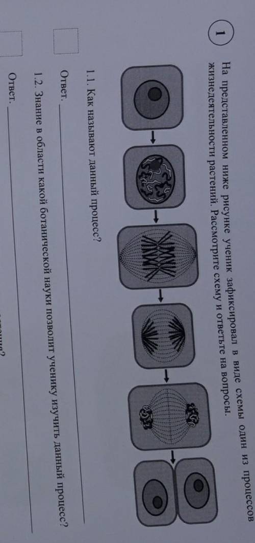 на представленном ниже рисунке ученик зафиксировал в виде схемы один из процесов жизнедеятельности р