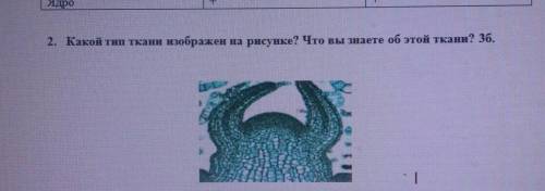 2. Какой тип ткани изображен на рисунке? Что вы знаете об этой ткани? 3б.​