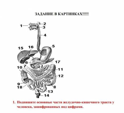 подпишите основные части по картинке желудочно-кишечного тракта у человека зашифрованные под цифрами