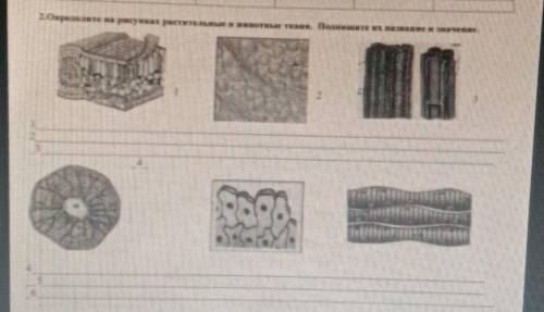Определите на рисунках растительные и животные ткани
