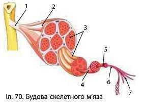 Дана фотографи скелетного мязу зиставте букви из цифрами A-м'язове черевце Б-протофібрили В-міофібри