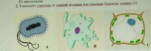 2. Төмендегі суреттер де кандай ағзаның жасушалары бершен, атаны​