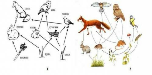 А) Из предложенных пищевых сетей 1 и 2 составьте схемы двух пищевых цепей. Подпишите компонентыПищев