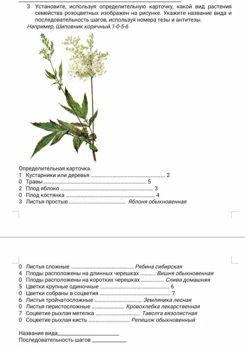 Установите, используя определительную карточку, какой вид растения семейства розоцветных изображен н