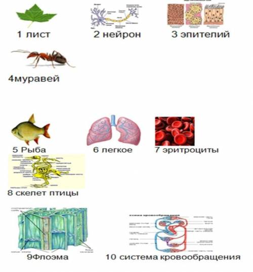 Установи соответствие между объектами, изображенными на рисунках и понятиями. Клетка Ткань Орган