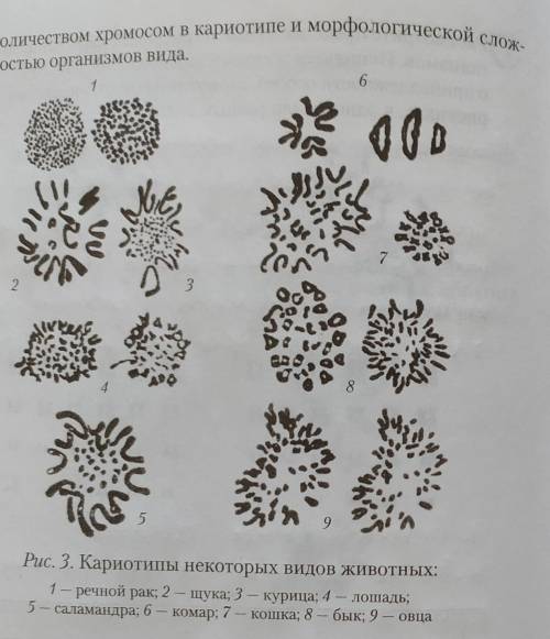 Рассмотрите на рисунке 3 кариотипы видов животных. Попро- буйте подсчитать количество хромосом в кар