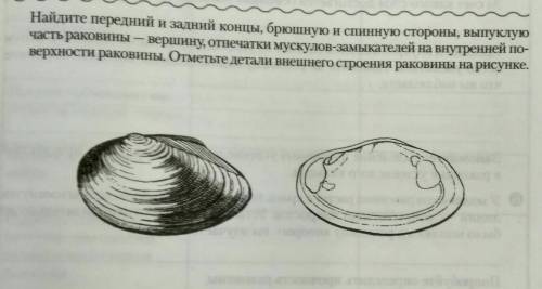 Найдите передний и задний концы, брюшную и спинную стороны, выпуклую часть раковины — вершину, отпеч