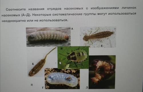 Соотнесите названия отрядов насекомых с изображениями личинок, даю